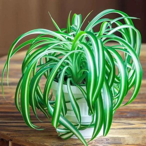 绿植租赁——办公室杀菌除尘首选四大植物