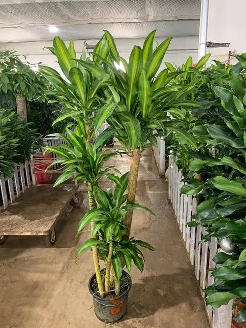绿色服务兴起，花木租赁与养护迎来新机遇
