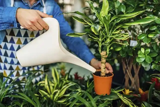 绿植养护与租赁协同发力，为城市绿意添活力