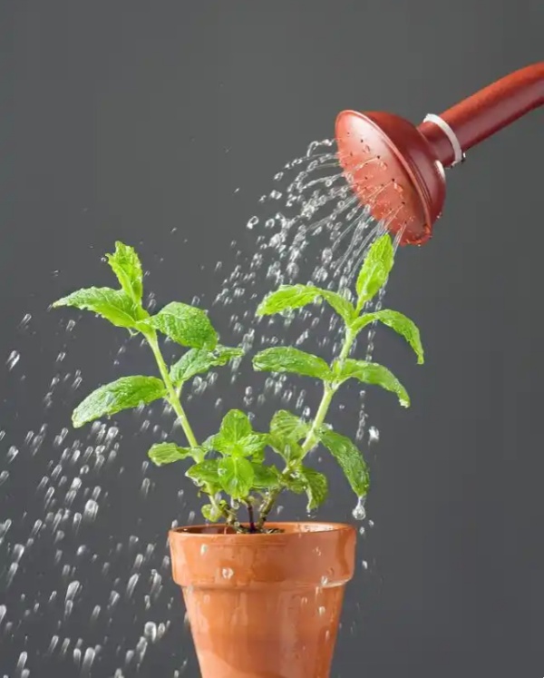 夏季绿植养护浇水指南