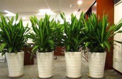 办公室绿植租赁适合哪些植物